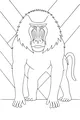 Free Baboon Coloring Page - Furry Mane With Striped Background (Printable PDF)