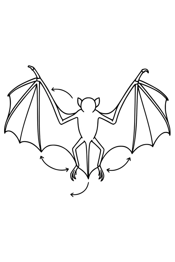 Free Bat Coloring Page - Wings in Motion From Behind (Printable PDF)