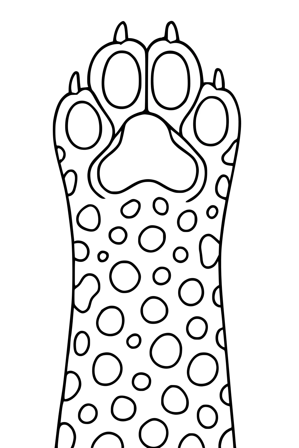 Cheetah paw with four large toes, claws, and many round spots going up the paw.