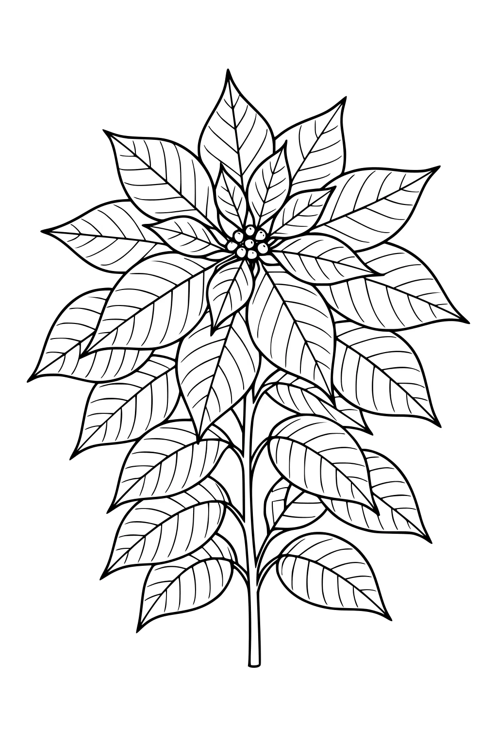 Black-and-white outline of a poinsettia plant with layered pointed leaves and small central buds on a single stem.