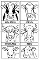 Free Cow Coloring Page - Four Friendly Breeds in Labeled Boxes (Printable PDF)
