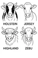 Free Cow Coloring Page - Four Cute Cow Breeds Faces (Printable PDF)