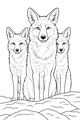 Free Coyote Coloring Page - Coyote Family on Rocky Ground (Printable PDF)