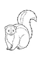Free Skunk Coloring Page - Stripe-Tailed Skunk Sitting Alert (Printable PDF)