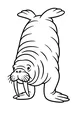 Free Walrus Coloring Page - Cute Cartoon Walrus Facing Forward (Printable PDF)