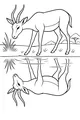 Free Gazelle Coloring Page - Drinking by Shimmering Pond Reflection (Printable PDF)