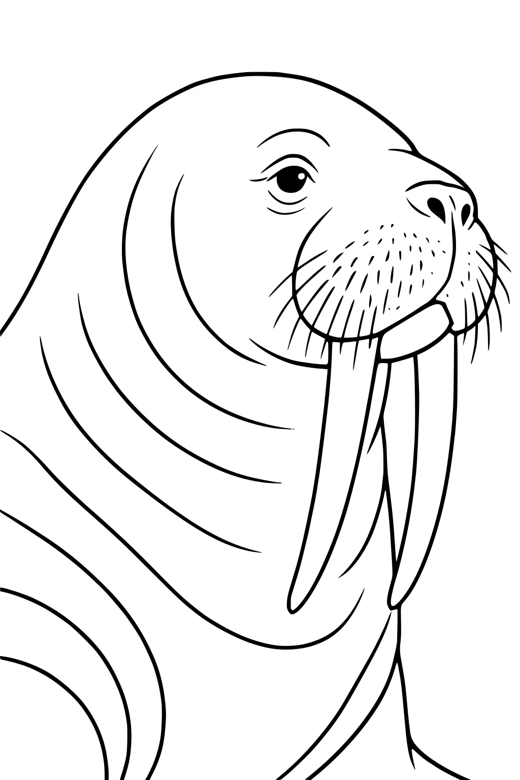 Outline drawing of a walrus with big tusks, wrinkles, and lots of whiskers on its face.