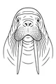 Free Walrus Coloring Page - Big Whiskery Face With Tusks (Printable PDF)