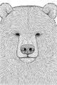 Free Bear Coloring Page - Gentle Close-Up Face with Fluffy Ears (Printable PDF)