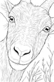 Free Goat Coloring Page - Silly Close-Up Face With Grass (Printable PDF)