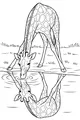 Free Giraffe Coloring Page - Gentle Giraffe Drinking at a Pond (Printable PDF)