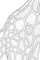 Free Giraffe Coloring Page - Patchwork Neck Patterns (Printable PDF)