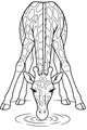 Free Giraffe Coloring Page - Tall Giraffe Drinking at Water Hole (Printable PDF)