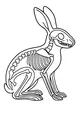 Free Hare Coloring Page - Side View Skeleton Anatomy (Printable PDF)