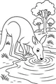 Free Kangaroo Coloring Page - Thirsty Roo At Shady Pond (Printable PDF)