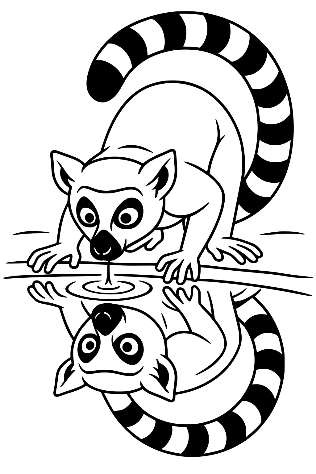 Ring-tailed lemur drinking from a pond with its reflection visible in the water.