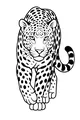Free Leopard Coloring Page - Spotted Big Cat Walking Forward (Printable PDF)