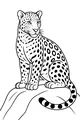 Free Leopard Coloring Page - Young Spotted Cat on Rock (Printable PDF)