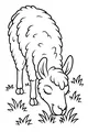Free Llama Coloring Page - Cute Fluffy Llama Grazing (Printable PDF)