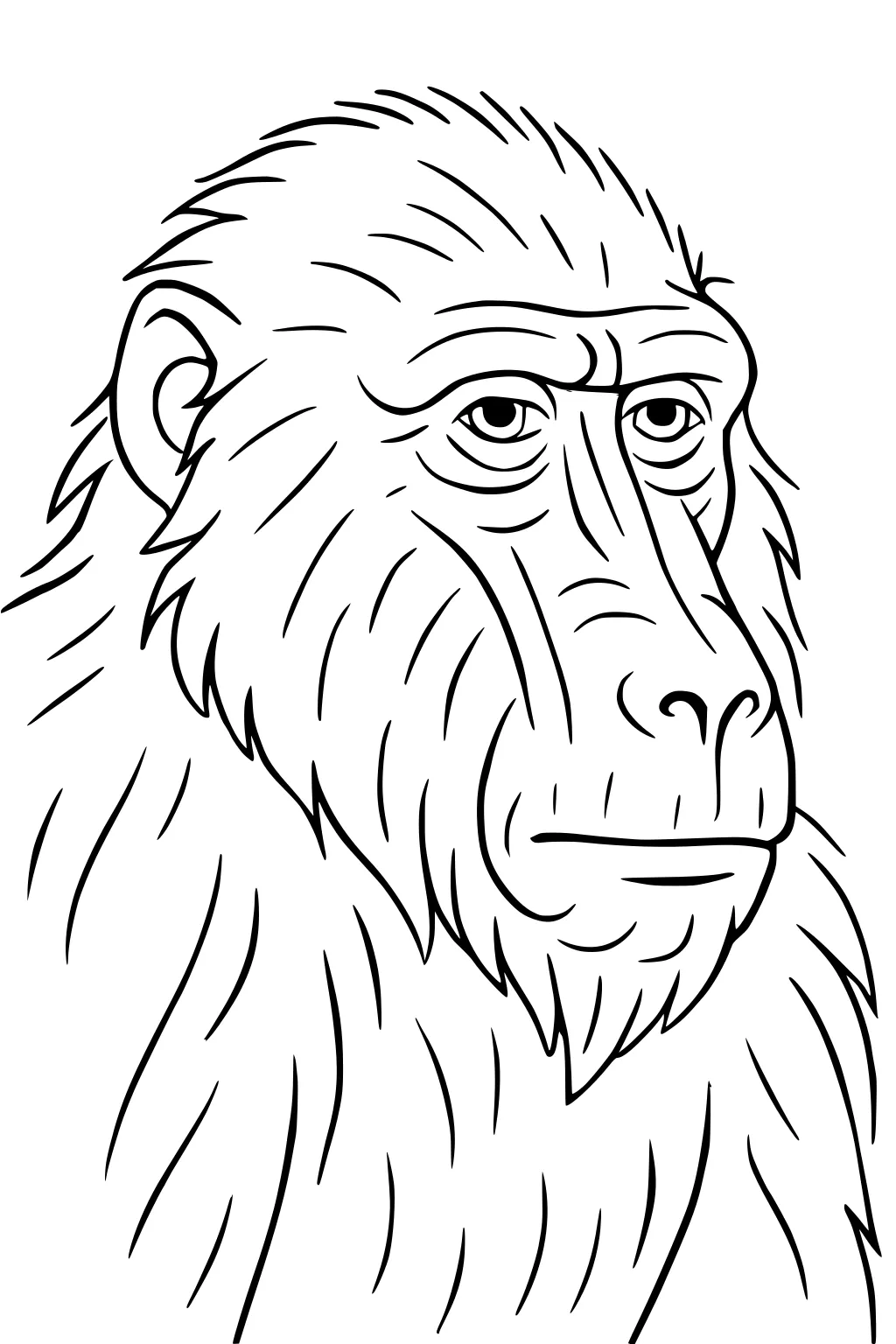 Baboon with long fur and wrinkled face, looking forward with serious eyes and open mouth.