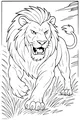 Free Lion Coloring Page - Roaring King in Tall Grass (Printable PDF)