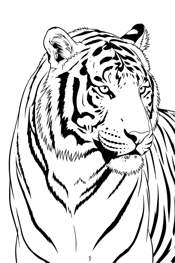 Free Tiger Coloring Page - Closeup Big Cat With Bold Stripes (Printable PDF)