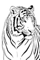 Free Tiger Coloring Page - Closeup Big Cat With Bold Stripes (Printable PDF)