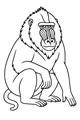 Free Mandrill Monkey Coloring Page - Sitting Jungle Pose (Printable PDF)