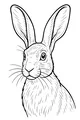 Free Hare Coloring Page - Front View With Long Ears (Printable PDF)