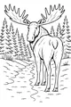 Free Moose Coloring Page - Big Antlered Moose on Forest Trail (Printable PDF)