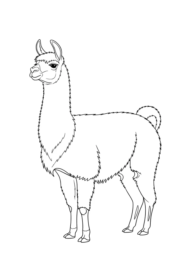 Free Llama Coloring Page - Fluffy Standing Llama (Printable PDF)