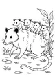 Free Opossum Coloring Page - Mama Opossum With Babies in Meadow (Printable PDF)
