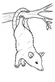 Free Opossum Coloring Page - Hanging in the Treetops (Printable PDF)