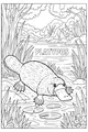 Free Platypus Coloring Page - Mister Platypus by the Riverbank (Printable PDF)