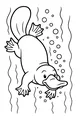 Free Platypus Coloring Page - Playful Swimmer With Bubbles (Printable PDF)