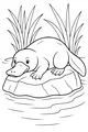 Free Platypus Coloring Page - Relaxing By The Pond (Printable PDF)