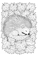 Free Porcupine Coloring Page - Sleepy Forest Nest in Maple Leaves (Printable PDF)