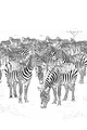 Free Zebra Coloring Page - Herd on African Savanna (Printable PDF)