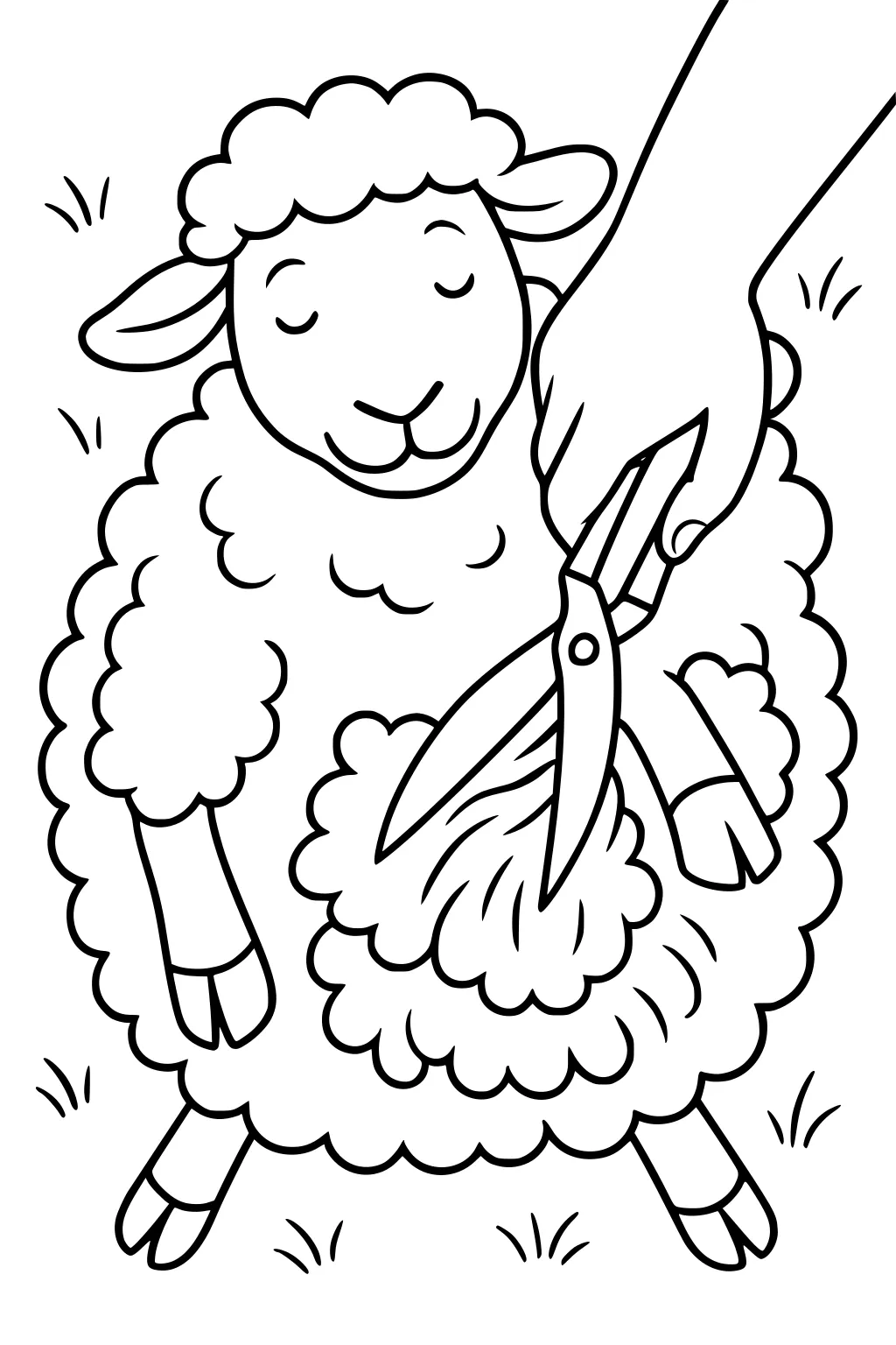 Fluffy sheep sitting in grass with eyes closed as a hand trims its wool with large shears.