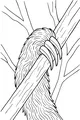 Free Sloth Coloring Page - Furry Arm Gripping Tree Branch (Printable PDF)