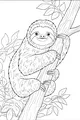 Free Sloth Coloring Page - Smiling Sloth Hugging a Tree (Printable PDF)