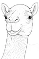 Free Camel Coloring Page - Close-Up Desert Portrait (Printable PDF)