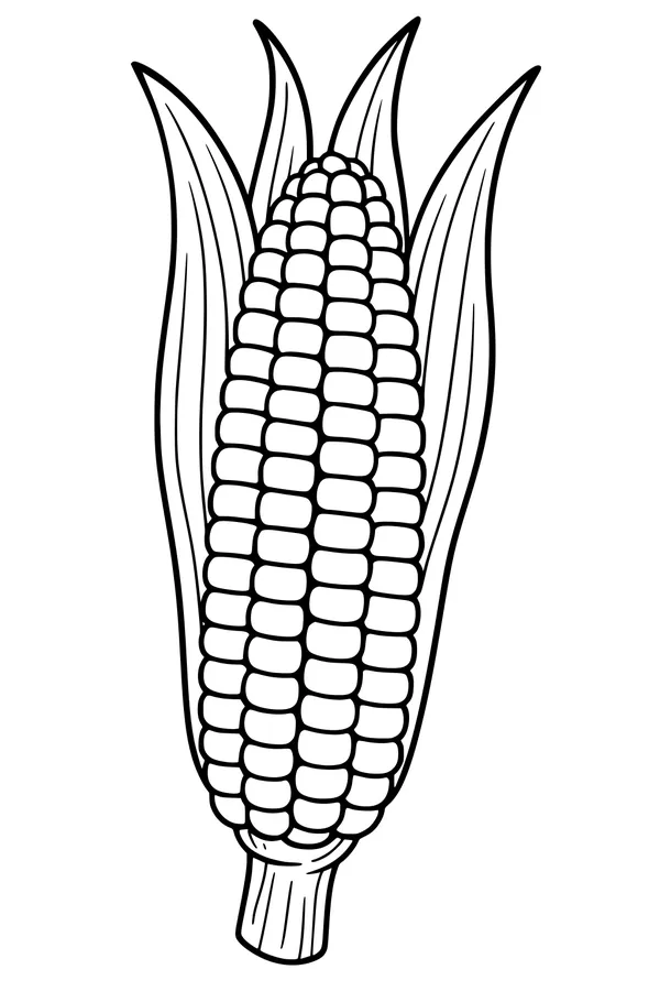 Free Corn Coloring Page - Harvest Ear With Husks Pulled Back (Printable PDF)