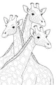 Free Giraffe Coloring Page - Three Tall Giraffes Side by Side (Printable PDF)