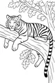 Free Tiger Coloring Page - Big Cat Napping in a Jungle Tree (Printable PDF)