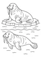 Free Walrus Coloring Page - Two Walrus Friends on Arctic Ice (Printable PDF)