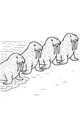 Free Walrus Coloring Page - Four Walruses on a Sandy Beach (Printable PDF)