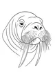 Free Walrus Coloring Page - Calm Walrus Head With Tusks (Printable PDF)