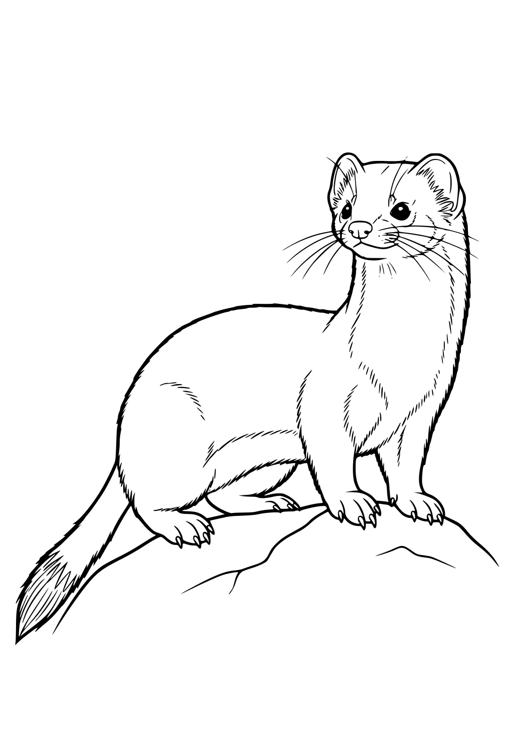A weasel stands on a rock with its head raised, long bushy tail, rounded ears, and detailed fur and whiskers.