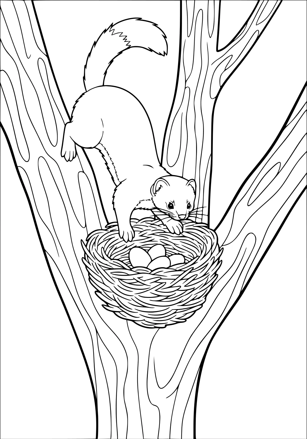 Weasel with bushy tail climbs tree and peers into a nest of eggs among branches and textured bark.